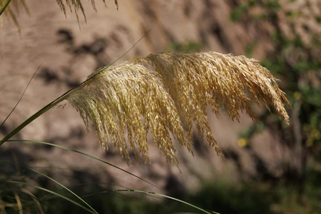 Golden Pampas Grass
