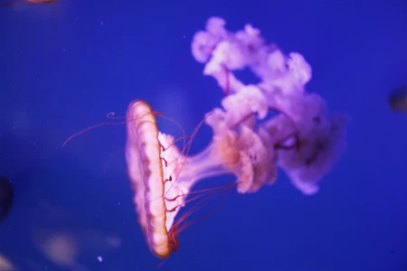Elegant Jellyfish in the Deep Blue