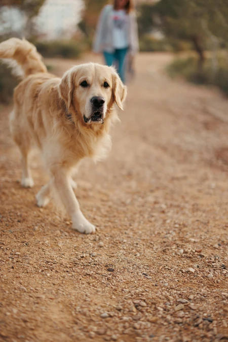 Golden Retriever on a Path