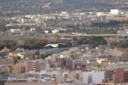 Flying Bird Over Cityscape