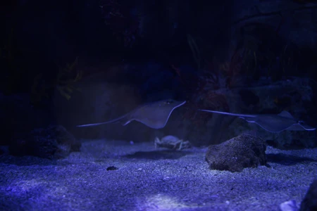 Stingrays in an Aquarium