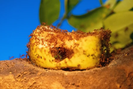 Ants Feeding on Fruit