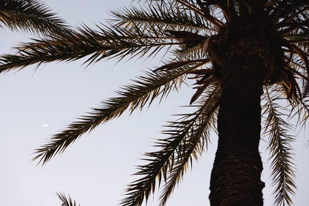 Palm Tree at Dusk