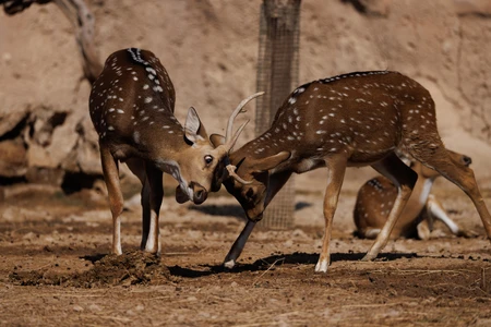 Deer Engaging in a Playful Antler Lock