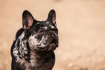 French Bulldog Portrait