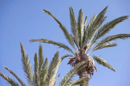 Palm Trees Under Blue Sky