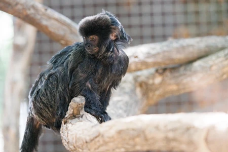 Monkey on a Branch