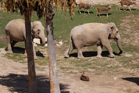 Elephants in a Natural Habitat