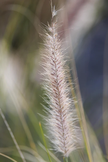 Close-up of Furry Grass