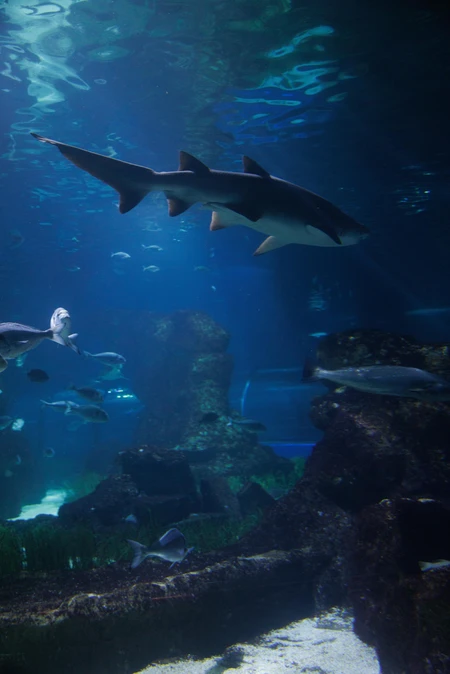 Underwater Exploration