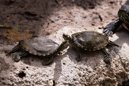 Turtles on the Rocks