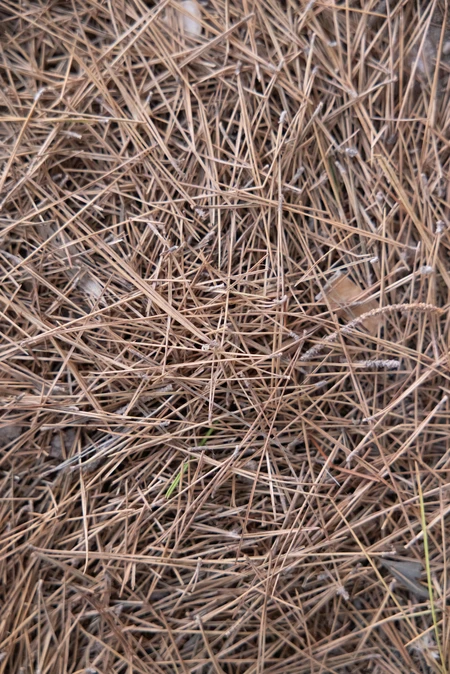 Pine Needle Texture