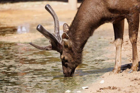 Deer Drinking Water