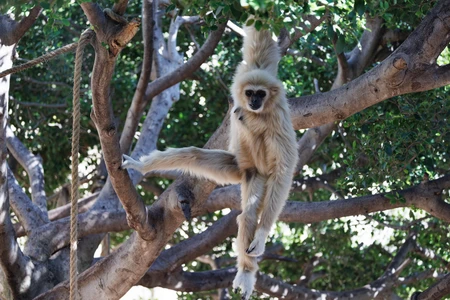 Gibbon Hanging in Trees