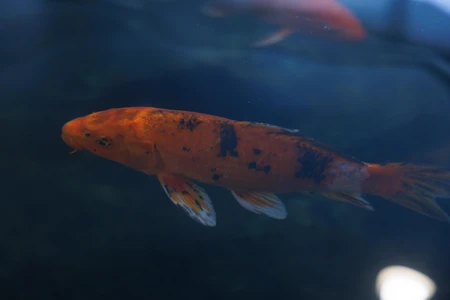 Swimming Koi Fish