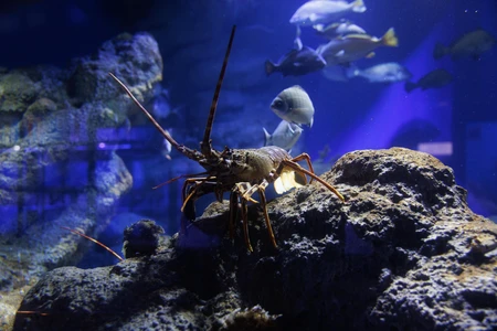 Underwater Exploration