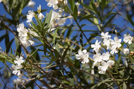 Blooming Oleander