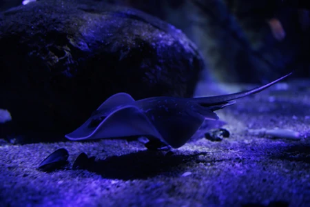 Stingray in an Aquarium