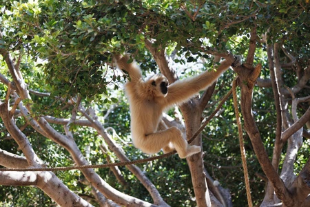 Gibbon in the Trees