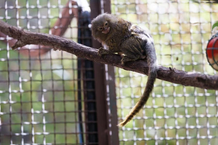 Tiny Monkey on a Branch