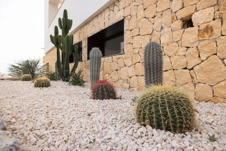 Cactus Garden by Stone Wall