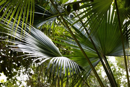 Lush Green Palm Leaves