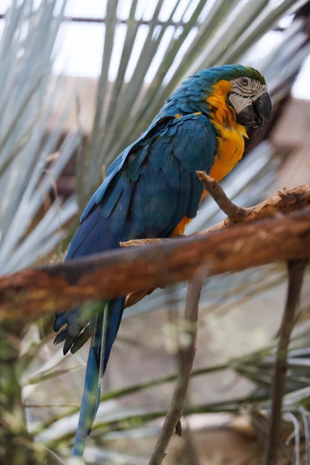 Colorful Parrot on a Branch