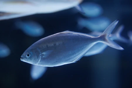 Swimming Fish in Aquarium