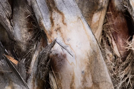 Close-up of Tree Bark