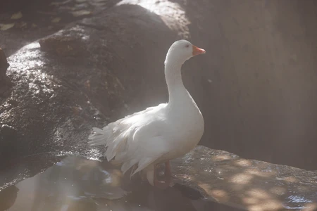 Serene Duck by the Water