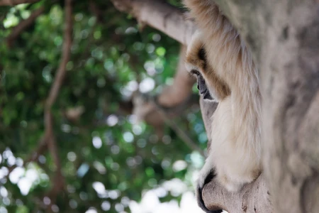 Gibbon Resting on a Tree