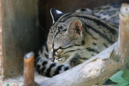 Resting Ocelot