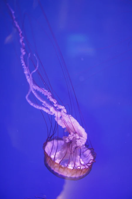 Graceful Jellyfish