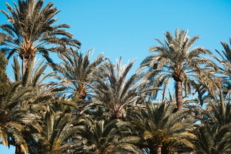 Palm Trees Under Blue Sky