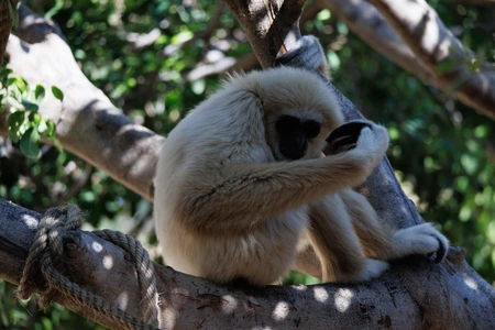 Gibbon Resting on Tree