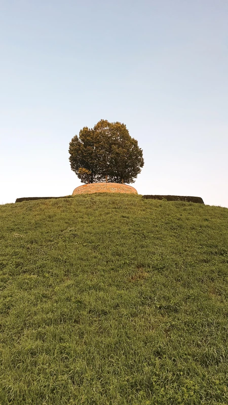 Solitary Tree on Hill