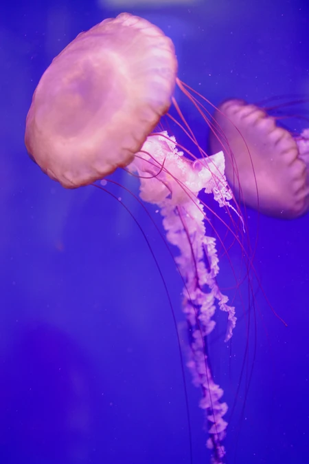 Serene Jellyfish in Blue Waters