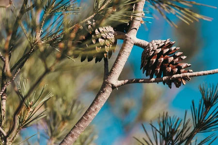 Pine Cones on a Branch
