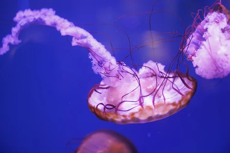 Graceful Jellyfish in Blue Ocean