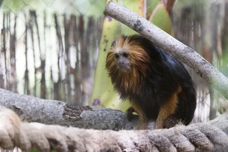 Golden Lion Tamarin in Habitat
