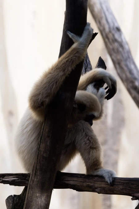 Ape on Wooden Branch