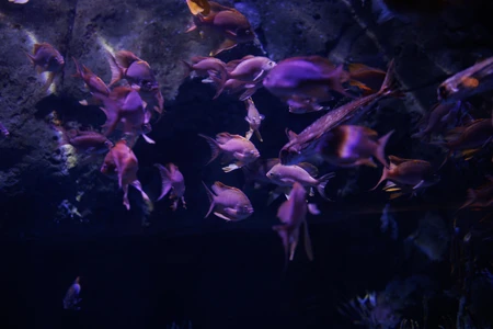 Underwater School of Fish