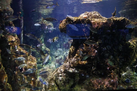 Underwater Aquarium Scene