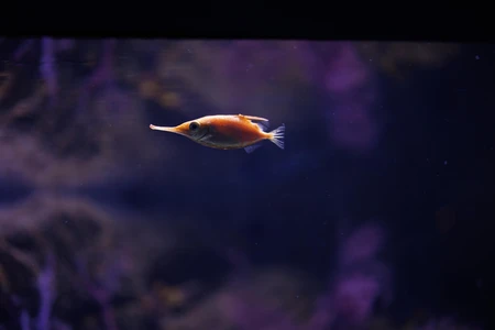Underwater Elegance