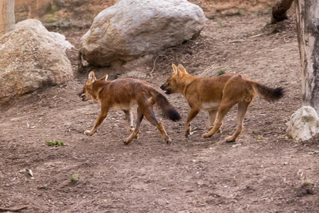 Two Wild Canines in Nature