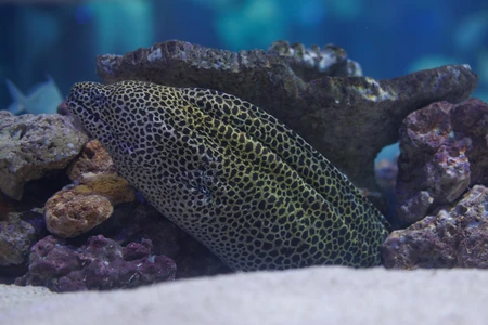 Spotted Moray Eel in Aquarium