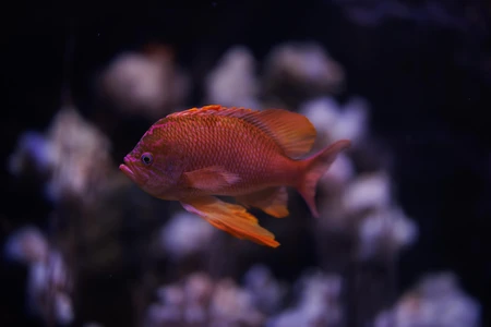 Underwater Beauty