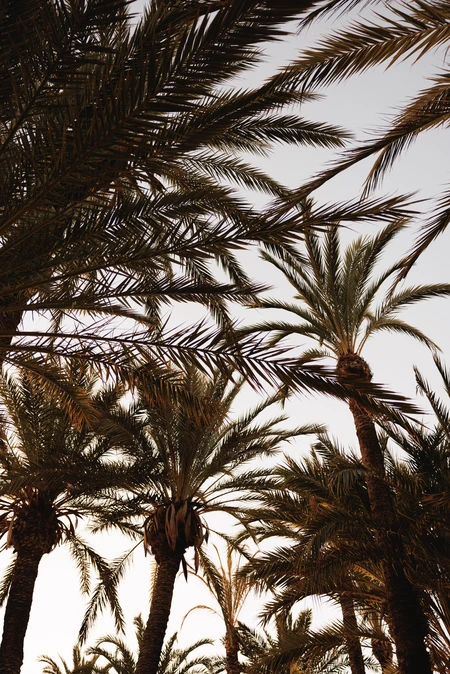 Palm Trees at Dusk