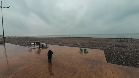 Rainy Beachfront with Dog