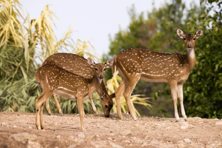 Group of Spotted Deer